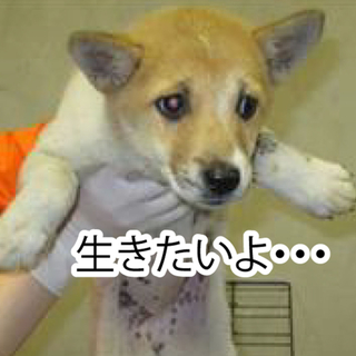 家族が出来ました！