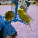 セキセイインコ２羽＊里親様決まりました！