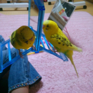 セキセイインコ２羽＊里親様決まりました！