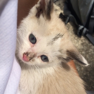 迷い猫の子猫です