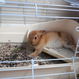 ドワーフrabbit