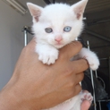白の子猫ちゃん里親緊急募集！！