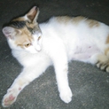 あずきちゃんの里親募集中