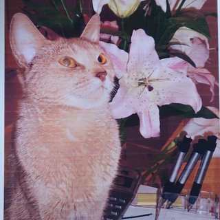 美人さんの【アビシニアン】の里親を募集しています 