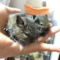 ノーマルデグー ベビー