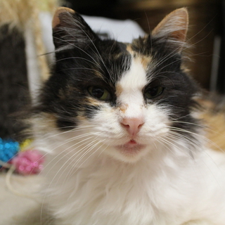 長毛三毛　美猫　の里親様になって下さい