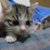 洋猫ミックス　人なつこいきじ白つばめくん　離乳中 サムネイル2