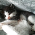 甘えん坊の仔猫です