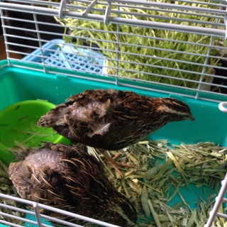 ウズラペア募集！