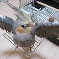 可愛いオカメインコ