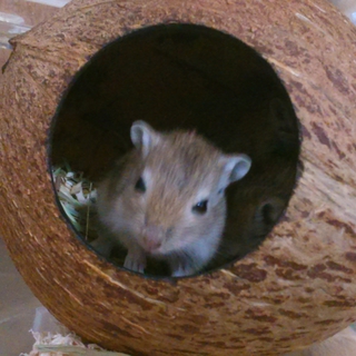 里親様がみつかりました♪ありがとうございました！