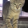 灰色猫で生後3ヶ月 サムネイル3