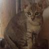 灰色猫で生後3ヶ月 サムネイル2