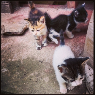 4匹の兄弟猫を保護しております