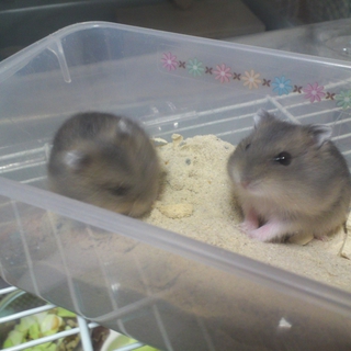 里親が決まりました！ありがとうございました！