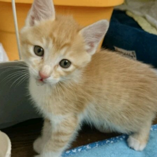 甘えんぼ茶白ちゃん里親さん募集です