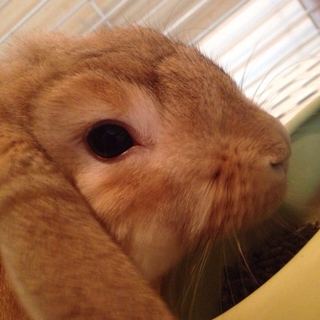 里親を募集してます。