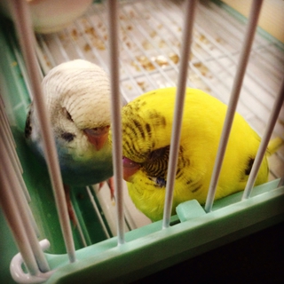 セキセイインコ 里親様決定しました