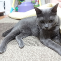 成猫＊グレー