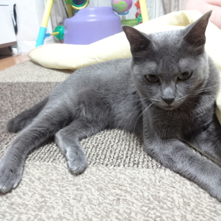 成猫＊グレー