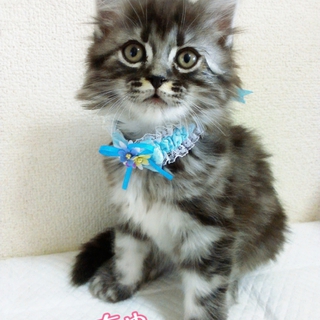 脚長マンチカン姉弟です