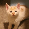 生後約３ヶ月の子猫(メス)です。白茶ミックス。