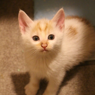 生後約３ヶ月の子猫(メス)です。白茶ミックス。
