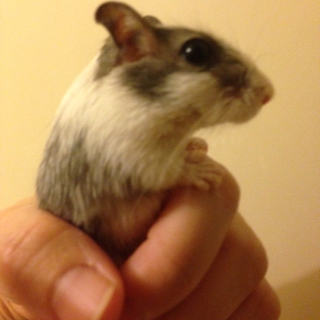 カラージャービル（スナネズミ）里親さまを募集します
