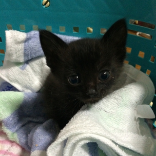 カギしっぽの子猫