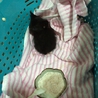 カギしっぽの子猫 サムネイル2