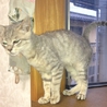 灰色猫で生後3ヶ月 サムネイル5