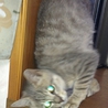 灰色猫で生後3ヶ月 サムネイル4