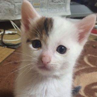 おまんじゅうくんです。