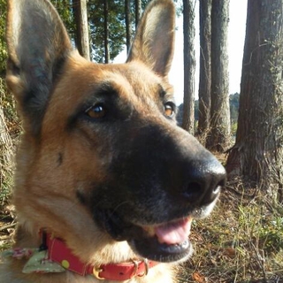 40kg大きな甘えん坊シェパード室内限定・愛玩犬