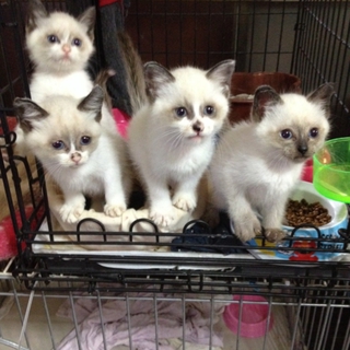 可愛い！ そっくりな、シャム猫 ４兄妹。