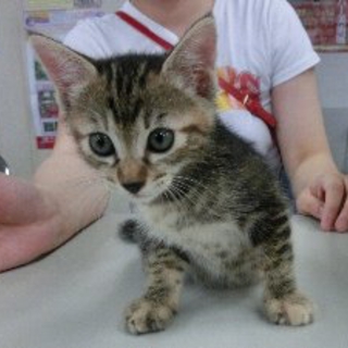 郡山市 子猫の里親さん募」福島県 - 猫の里親募集(37979) :: ペット 