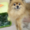 ポメラニアン　マイちゃん　 サムネイル2