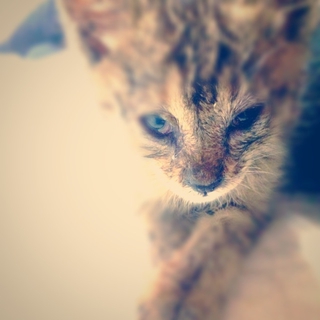 ◆キジトラ◆メス、オス1か月