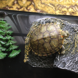 ミドリガメの里親募集です。