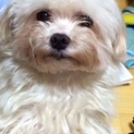 小さいマルチーズ