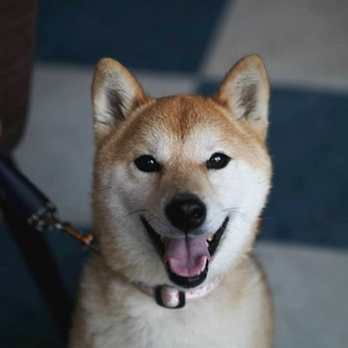 飼い主が迎えに来なかったハンサムなバディまだ2歳！