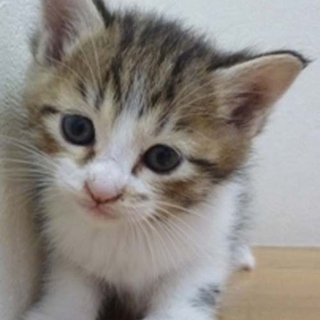 とりおちゃん