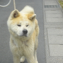 秋田犬の里親募集