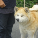 秋田犬の里親募集