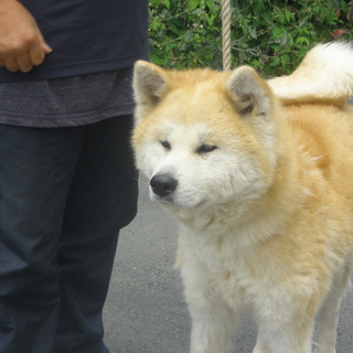 秋田犬の里親募集