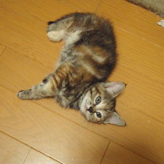 タバサ　生後５週間！（８週目以降の引き渡しです）