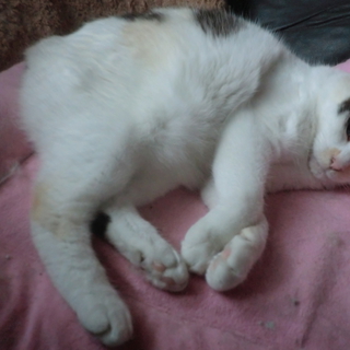 緊急！多頭飼い崩壊！しろちゃん