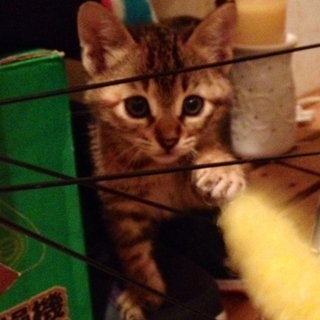 子猫の里親さんを探しています！