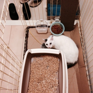 成猫♂