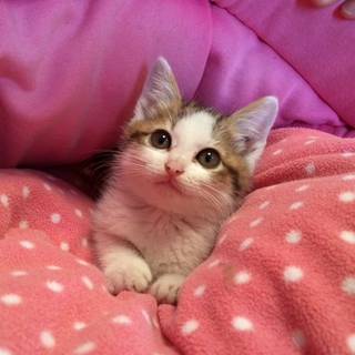 とても綺麗なキジ白子猫です♪